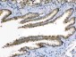 Anti-Periplakin Picoband Antibody